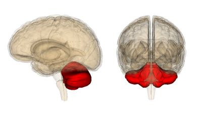 Cerebellum, fot. By Images are generated by Life Science Databases(LSDB). [CC BY-SA 2.1